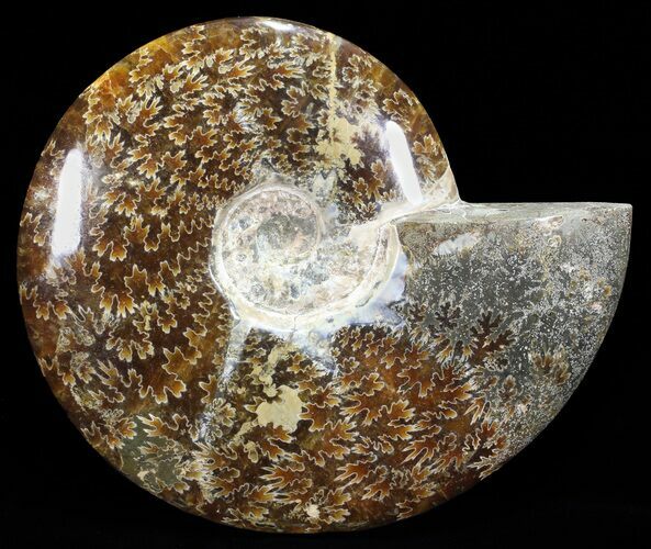 Polished, Agatized Ammonite (Cleoniceras) - Madagascar #60758
